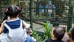 Momen Lucu di Ragunan, Gorila Kumbo Ultah Disambut Pesta Buah