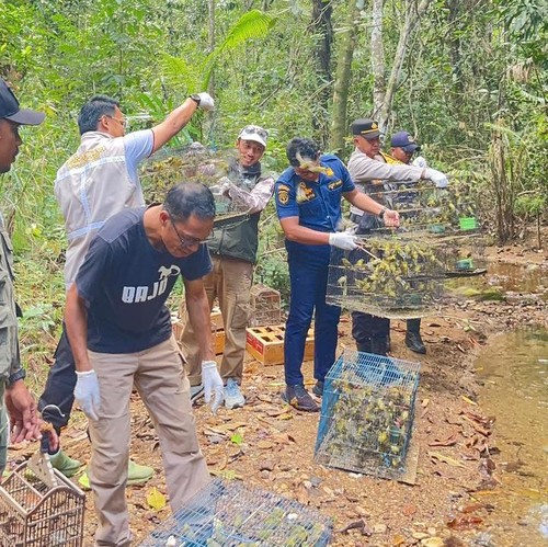 Pelepasliaran 1.088 burung kicau endemil Flores di hutan lindung Nggorang Bowosie, Kecamatan Komodo, Manggarai Barat, Sabtu (9/5/2026). (Dok. BBKSDA NTT)
