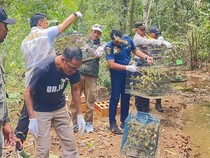 Gagal Diselundupkan, 1.088 Burung Kicau Kembali ke Habitat Alami di Labuan Bajo