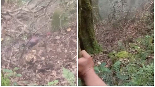 Pendaki lansia I Made Dibia ditemukan meninggal di Gunung Batukaru, Sabtu (9/5/2026). (Istimewa)