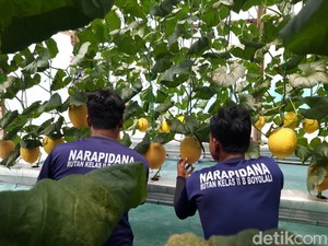 Unik! Wisata Petik Melon di Rutan Boyolali, Sensasi Panen Buah Dikawal Petugas