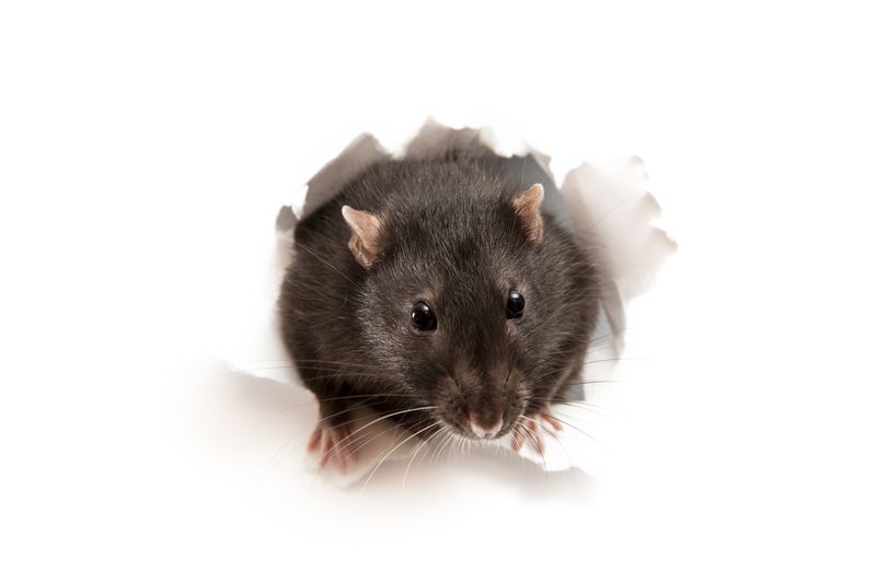 Little rat in the paper hole