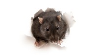 Sama-sama Penyakit dari Tikus, Kenali Beda Hantavirus dan Leptospirosis