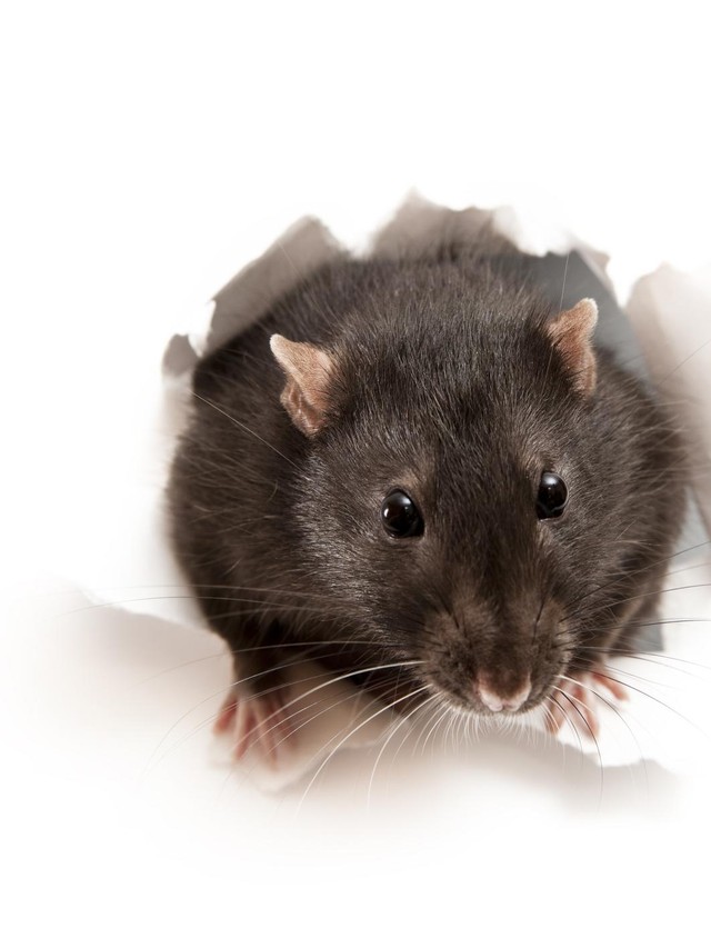 Hantavirus di Indonesia