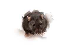 Sama-sama Penyakit dari Tikus, Kenali Beda Hantavirus dan Leptospirosis