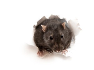 Peneliti BRIN Ungkap Fakta dan Cara Mencegah Penularan Hantavirus