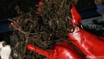 Begini Sampah Sayur Diubah Jadi Pupuk Organik