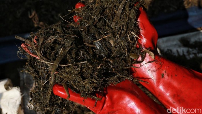 Tumpukan sampah sayur dan sisa bahan pangan di Pasar Kramat Jati, Jakarta Timur, kini tidak lagi hanya berakhir di tempat pembuangan. Sampah organik tersebut mulai diolah menjadi pupuk kompos dan pupuk cair sebagai bagian dari program pemilahan sampah Pemerintah Provinsi DKI Jakarta, Senin (11/5/2026).