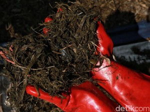 Punya Sisa Sayur dan Buah? Begini Cara Membuat Kompos di Rumah