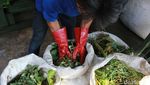 Begini Sampah Sayur Diubah Jadi Pupuk Organik