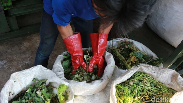 Tumpukan sampah sayur dan sisa bahan pangan di Pasar Kramat Jati, Jakarta Timur, kini tidak lagi hanya berakhir di tempat pembuangan. Sampah organik tersebut mulai diolah menjadi pupuk kompos dan pupuk cair sebagai bagian dari program pemilahan sampah Pemerintah Provinsi DKI Jakarta, Senin (11/5/2026).