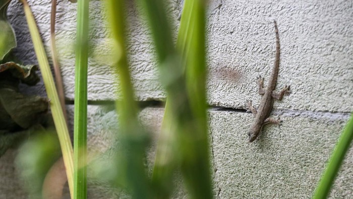 House lizard on the cement wall