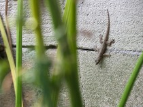 5 Cara Mengusir Cicak dari Rumah dengan Bahan Alami