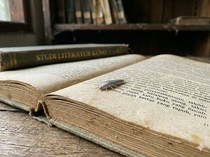 10 Cara Mengatasi Kutu Buku Alias Gegat yang Hobi Merusak Barang-Bikin Alergi