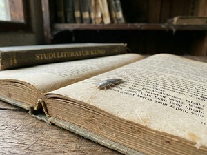 10 Cara Mengatasi Kutu Buku Alias Gegat yang Hobi Merusak Barang-Bikin Alergi