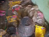 Kontrakan di Bekasi Banyak Bangkai Kucing, Pemilik Cerita Gelagat Aneh Penyewa