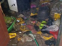 Belajar dari Kasus Bangkai Kucing di Kontrakan, Ini Tips Pilih Penyewa yang Waras