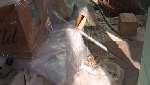 Separah Ini Kondisi Kontrakan yang Ditinggal Penyewa, Banyak Bangkai Kucing