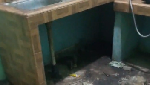 Separah Ini Kondisi Kontrakan yang Ditinggal Penyewa, Banyak Bangkai Kucing