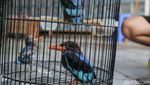 Kicau Mania Dongkrak Nilai Bisnis Burung Kicau hingga Rp2 Triliun