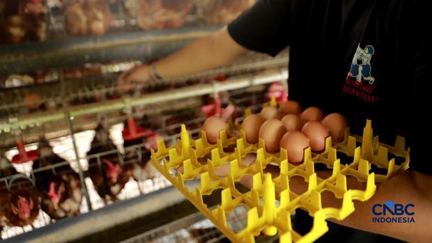 Peternak ayam ras petelur mengumpulkan telur di Peternakan Bumdes Karya Mandiri, Kalisuren, Kabupaten Bogor, Jawa Barat, Senin (11/5/2026). Pelaku usaha peternakan kini menghadapi tekanan ganda akibat lonjakan harga pakan di tengah anjloknya harga jual telur dan ayam hidup di tingkat peternak. (CNBC Indonesia/Muhammad Sabki)