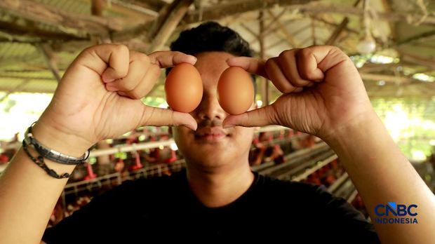 Peternak ayam ras petelur mengumpulkan telur di Peternakan Bumdes Karya Mandiri, Kalisuren, Kabupaten Bogor, Jawa Barat, Senin (11/5/2026). Pelaku usaha peternakan kini menghadapi tekanan ganda akibat lonjakan harga pakan di tengah anjloknya harga jual telur dan ayam hidup di tingkat peternak. (CNBC Indonesia/Muhammad Sabki)