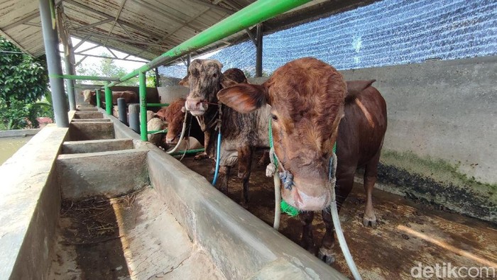 Sapi kurban di Ciamis