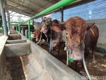 Hukum Patungan Kurban Sapi untuk 7 Orang, Bolehkah dalam Islam?