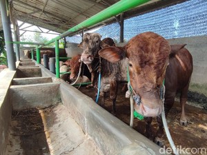 Hukum Patungan Kurban Sapi untuk 7 Orang, Bolehkah dalam Islam?