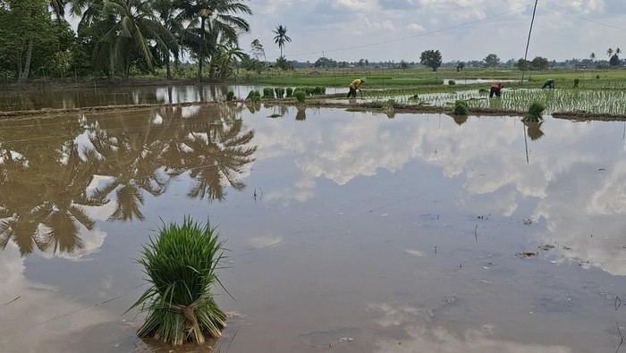 1.100 hektare lahan program cetak sawah di Kabupaten Ogan Ilir, Sumatera Selatan, terancam gagal tanam.