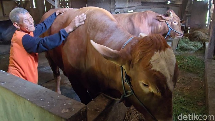 Glendoh sapi milik peternak dari Sragen yang dibeli oleh Prabowo, Selasa (12/5/2026)