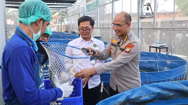 Greenhouse SPPG Palmerah PMJ panen sawi dan nila. (dok. ist)