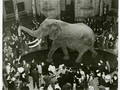 Gila, Gajah Terbesar di Dunia Ini Lebih Berat dan Besar dari T Rex!