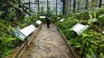 Keindahan Begonia dan Kantong Semar Memikat Wisatawan di Bogor