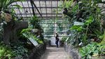 Keindahan Begonia dan Kantong Semar Memikat Wisatawan di Bogor