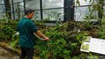 Keindahan Begonia dan Kantong Semar Memikat Wisatawan di Bogor