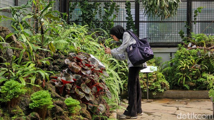 Keindahan aneka tanaman hias dan flora langka di kawasan Kebun Raya Bogor kembali menarik perhatian wisatawan. Sejumlah pengunjung tampak antusias mengamati koleksi tanaman di Taman Begonia dan Taman Nepenthes, Selasa (12/5/2026).