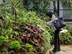 Ada Taman Monster Pemakan Serangga Tersembunyi di Kebun Raya Bogor