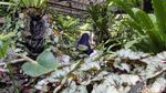 Keindahan Begonia dan Kantong Semar Memikat Wisatawan di Bogor