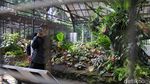 Keindahan Begonia dan Kantong Semar Memikat Wisatawan di Bogor