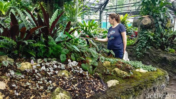 Keindahan aneka tanaman hias dan flora langka di kawasan Kebun Raya Bogor kembali menarik perhatian wisatawan. Sejumlah pengunjung tampak antusias mengamati koleksi tanaman di Taman Begonia dan Taman Nepenthes, Selasa (12/5/2026).