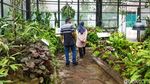 Keindahan Begonia dan Kantong Semar Memikat Wisatawan di Bogor