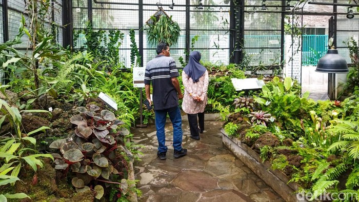 Keindahan aneka tanaman hias dan flora langka di kawasan Kebun Raya Bogor kembali menarik perhatian wisatawan. Sejumlah pengunjung tampak antusias mengamati koleksi tanaman di Taman Begonia dan Taman Nepenthes, Selasa (12/5/2026).