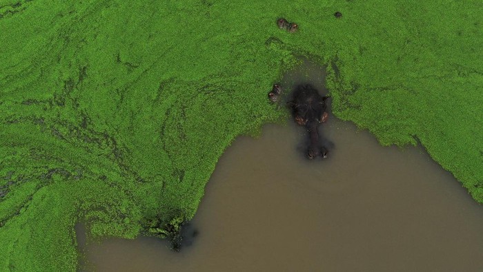 A hippopotamus swims in the Magdalena River as villagers express concerns over the spread of hippopotamuses descended from those brought to Colombia by drug lord Pablo Escobar in the 1980s, a situation that has led some locals to call for euthanasia to control the population, in Puerto Boyaca, Colombia May 5, 2026. REUTERS/Juan David Duque