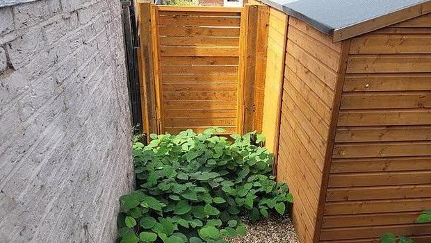 Penampakan gulma Japanese knotweed di rumah-rumah di Inggris Penampakan gulma Japanese knotweed di rumah-rumah di Inggris
