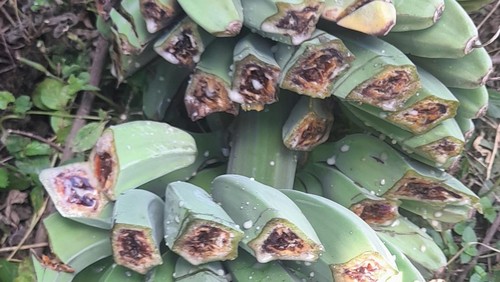 Penyakit pisang darah yang menyerang tanaman di Desa Lamalela, Kecamatan Lebatukan, Senin (25/5/2026). (Dok. Distan Pangan Lembata)