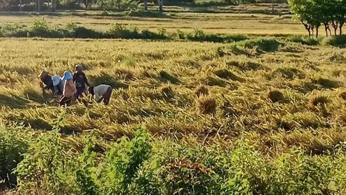 Petani di Desa Kolabe, Kecamatan Amfoang Utara, Kabupaten Kupang, NTT. (Istimewa).