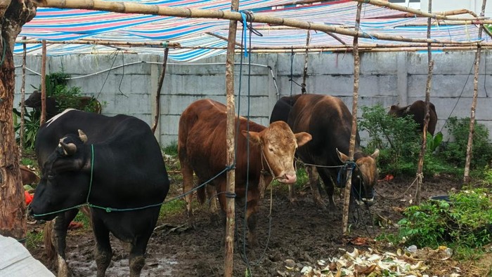 Daftar harga sapi kurban 2026 di Makassar.