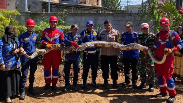 Seekor ular sanca kembang sepanjang 5 meter membuat geger lantaran berkeliaran di kawasan permukiman di Kabupaten Maros, Sulawesi Selatan (Sulsel).