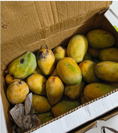 Zonk! Mangga Organik Rp 300 Ribu Ini Ternyata Rasanya Hambar